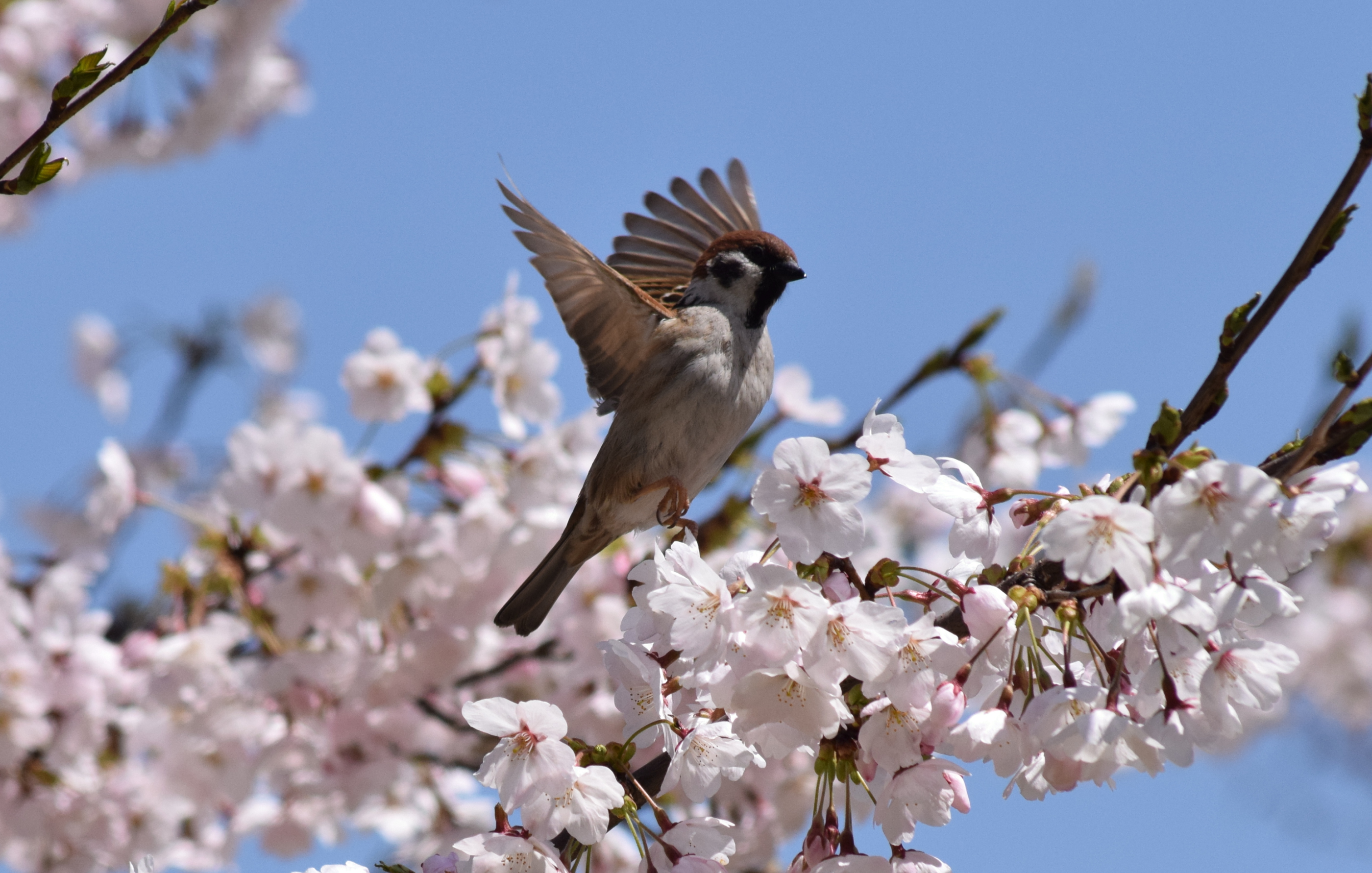 さくらとすずめ | 古の道標ーいにしえのみちしるべ